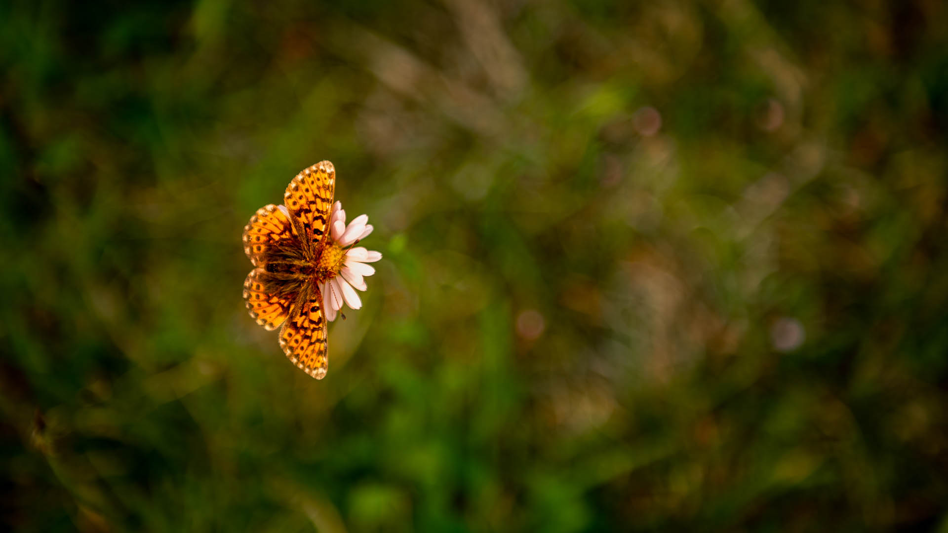 Sharp Butterfly with a blurred out background