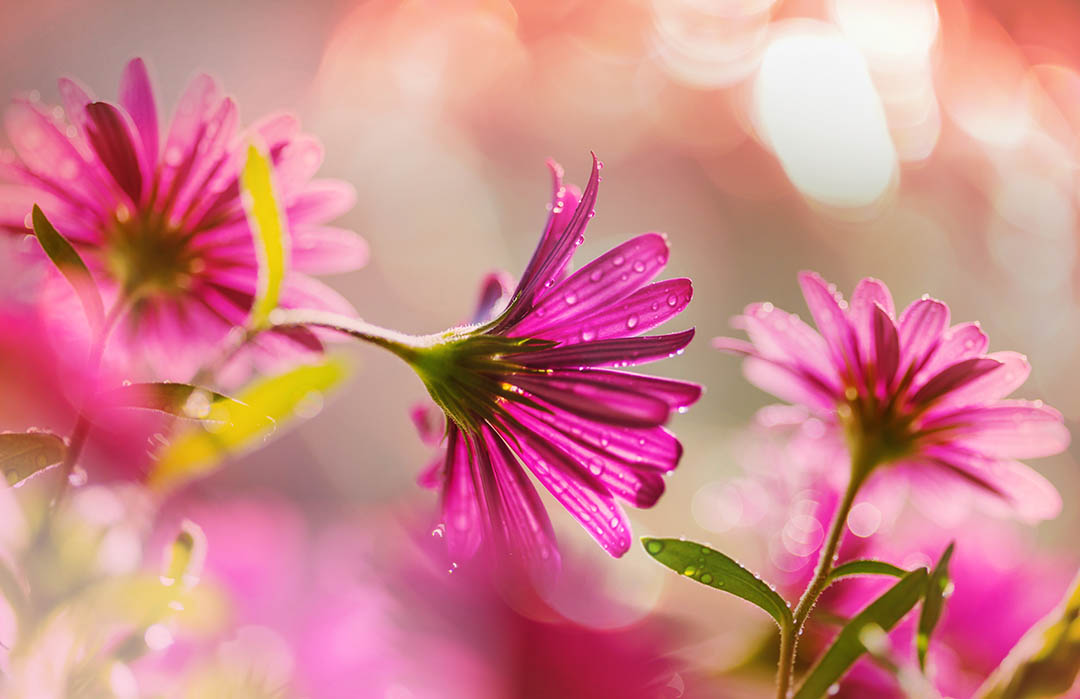 10 ways to take better images of flowers | Photography Academy