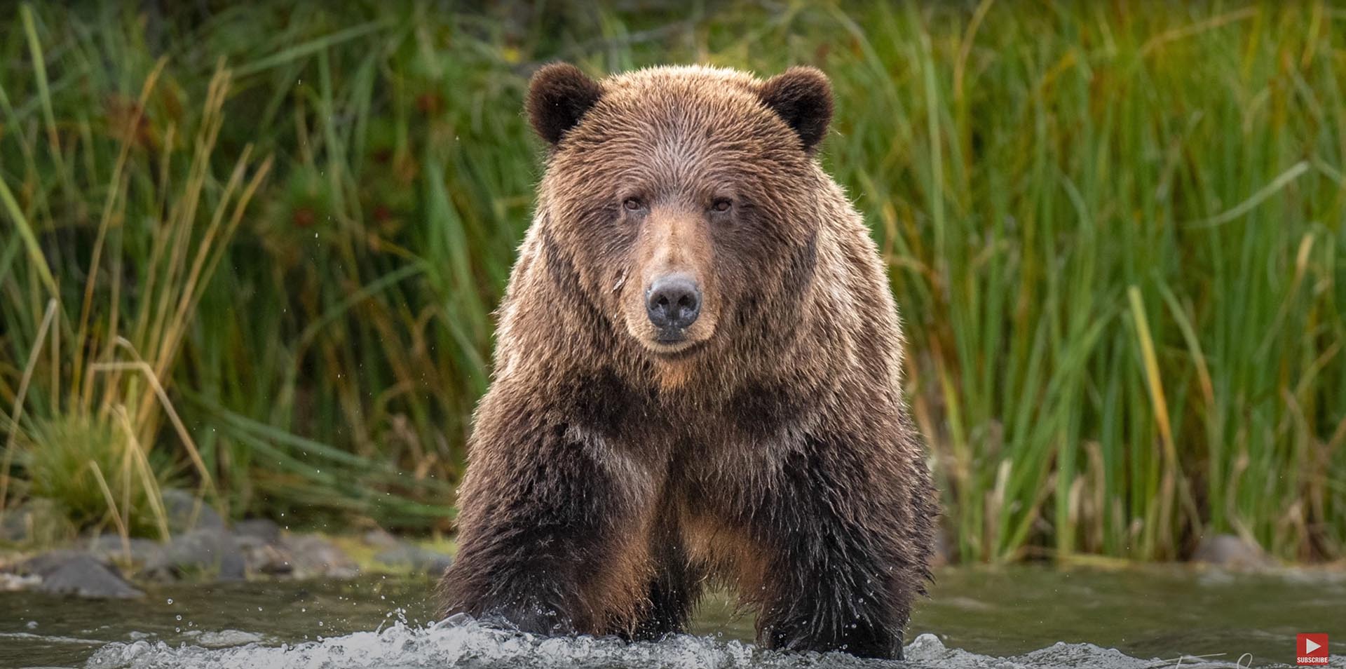 How I photographed this charging grizzly bear | Photography Academy